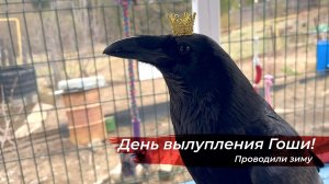 Гоше 6 лет! Проводим зиму в последний путь!
