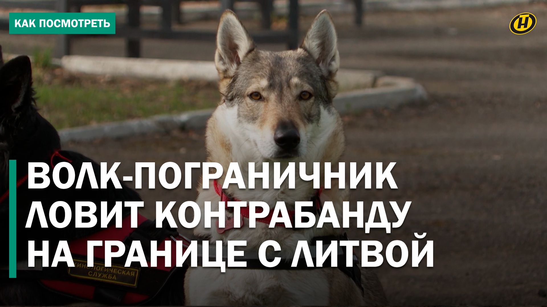 ВОЛЧИЦА В РЯДАХ ПОГРАНИЧНИКОВ в пункте пропуска "Бенякони": чем уникален сотрудник?