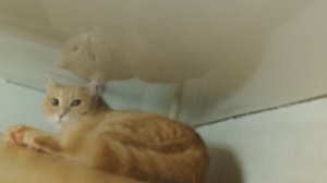 как достать кота или кошку