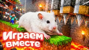 ХОМЯК ВЫБИРАЕТСЯ ИЗ СЕКРЕТНОЙ ХОМЯЧЕЙ ТЮРЬМЫ !  Помогаем ХОМЯЧКУ выбраться из лабиринта ! №2