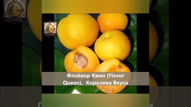 Плуоты - сливовидные абрикосы.