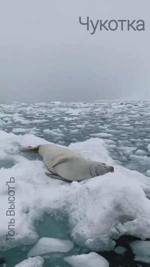 Как хорошо с тобой - Чукотка. Wild East Artic. Chukotka. Анадырь.