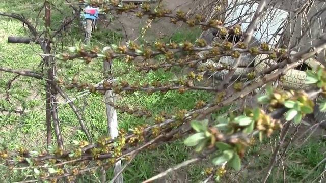Муромцево 2 мая   2026г Ветер на берёзовый лист1