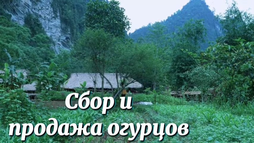 Сбор и продажа выращенных огурцов в своем огороде. Приготовление вкусного обеда.