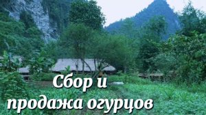 Сбор и продажа выращенных огурцов в своем огороде. Приготовление вкусного обеда.