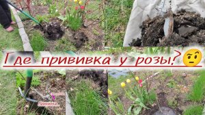 Розы. Пересадка весной и почему?