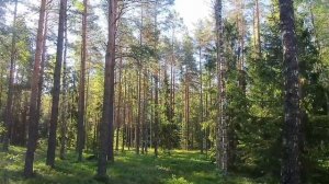 Утро на Богушевском перекрёстке Сенненский район Беларусь.Автор фото Виталий Андрейчук
