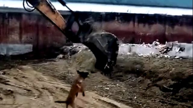 Собака катается в ковше