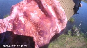 Сегодня порыбачил на поплавок🎣 Прикормка Стерля (Чеснок). Наживка навозный червь, опарыш, тесто.