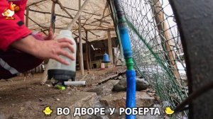 Содержание кур в домашних условиях и других птиц во дворе у Роберта 🐣🐤🦆🐔🪿🦃 (485)