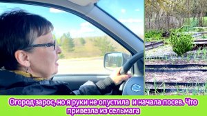 Огород зарос, но я руки не опустила и начала посев. Что привезла из сельмага