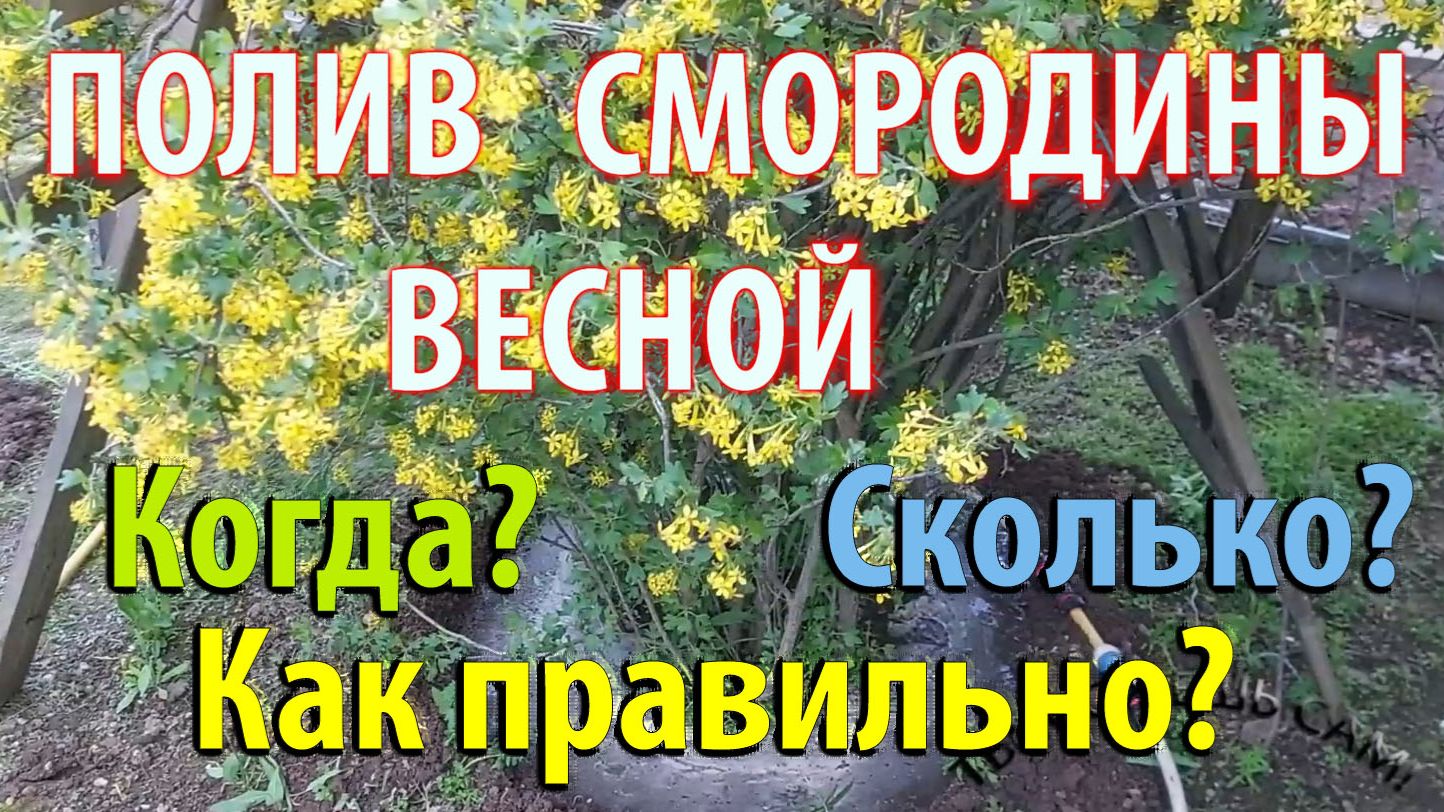 Полив СМОРОДИНЫ весной. Когда поливать Сколько поливать Как правильно