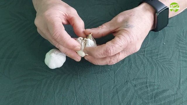 Как отличить чеснок