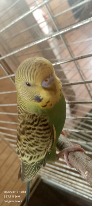 Стримчик