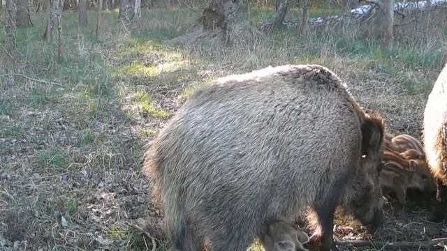 Фото ловушка кабанчики смотреть онлайн