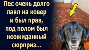 Пес очень долго лаял на ковер и был прав, под полом был…