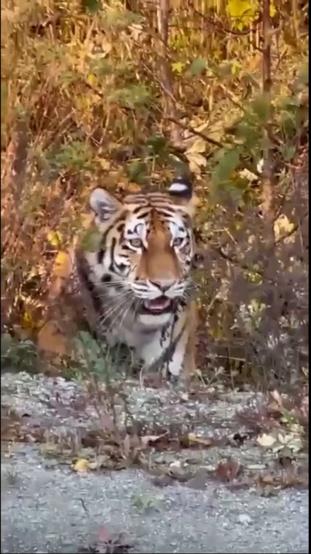 Уссурийский тигр