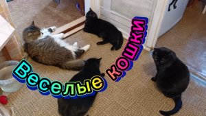 ВЕСЁЛЫЕ КОШКИ.