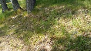 20220727_152912 - Дорога к речке