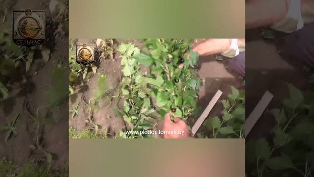 Черная смородина. Добрыня, ядрёная, селеченская-2 и экзотика.