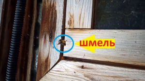 Кто поймал шмеля?