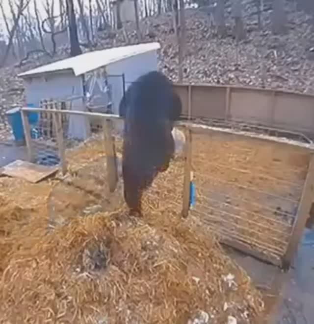 Зря ты, Потапыч, перепрыгнул! 🤭