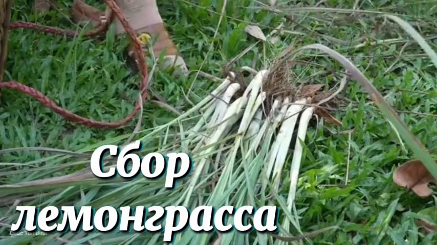 Процесс сбора лемонграсса и его продажа на рынке. Декорируем изголовье кровати.