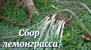 Процесс сбора лемонграсса и его продажа на рынке. Декорируем изголовье  кровати.
