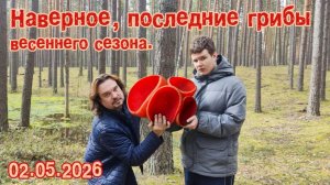 Наверное, последние грибы весеннего сезона. 02.05.2026