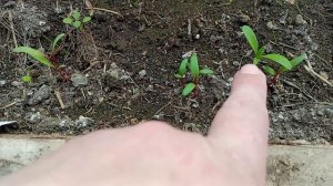 Навожу красоту на участке. Наконец-то растения почувствовали тепло 🌞