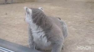 Лесная братва