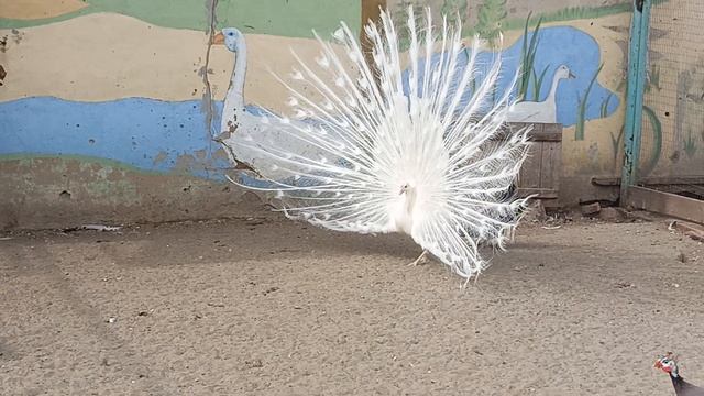 Барнаульский зоопарк. Павлин