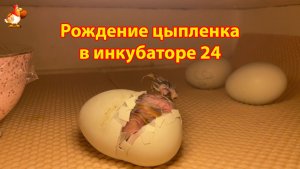 Вылупление цыпленка из яйца в инкубаторе 24