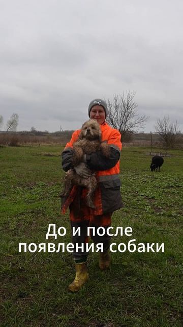 До и после появления собаки