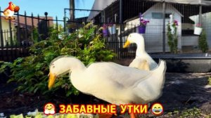 Забавные утки мускусные и пекинские на свободном выгуле со своими друзьями ч.(390) ❣️🤗😂
