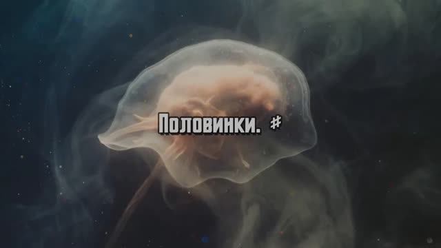 Половинки. #