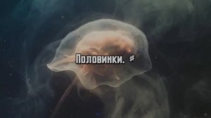 Половинки. #