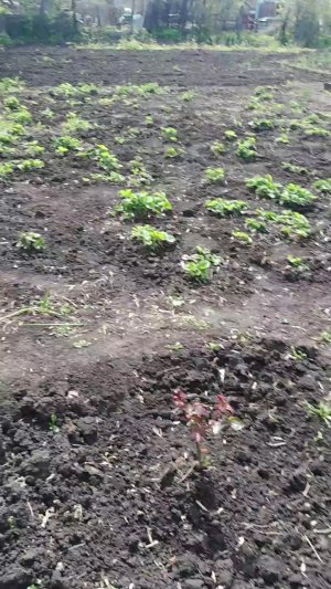 ВСЕ ПРО ВСЕ/ МОЯ ЖИЗНЬ НА ПЕНСИИ/