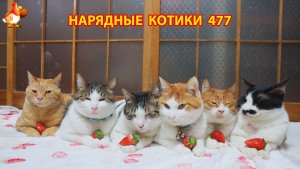 Нарядные Котики расслабляются на солнышке 🌞 🐈🐈🐈 (477)