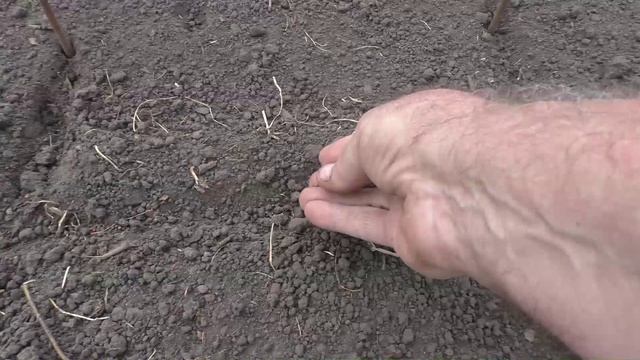 Посев капусты на рассаду