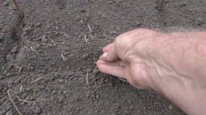 Посев капусты на рассаду