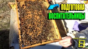 ПОДГОТОВКА ВОСПИТАТЕЛЬНИЦЫ И ПЛЕМЕННОЙ СЕМЬИ К ВЫВОДУ МАТОК. ПЧЕЛОВОДСТВО 26-12