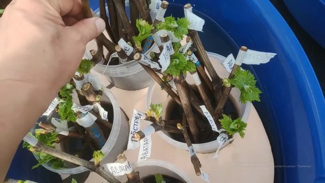 Укоренение винограда, в какой момент высаживать черенок в стакан и другие вопросы
