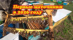 МАТКОВОДНЫЙ СЕЗОН НАЧАЛСЯ, ОТБИРАЕМ ПЕЧАТНЫЕ МАТОЧНИКИ И ДЕЛАЕМ ПРИВИВКИ.