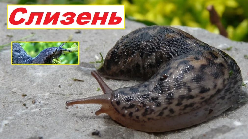 Слизень. Улитка без раковины или...?