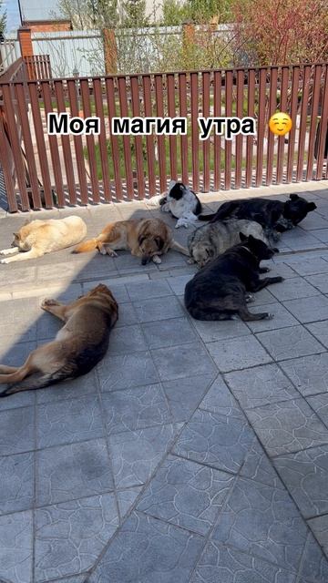 Магия утра у каждого своя...