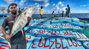 Уникально! Тунцы, которые проводят в море долгие дни   10–13-й день   Глубоководная рыбалка