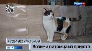 Возьми питомца из приюта. Кира