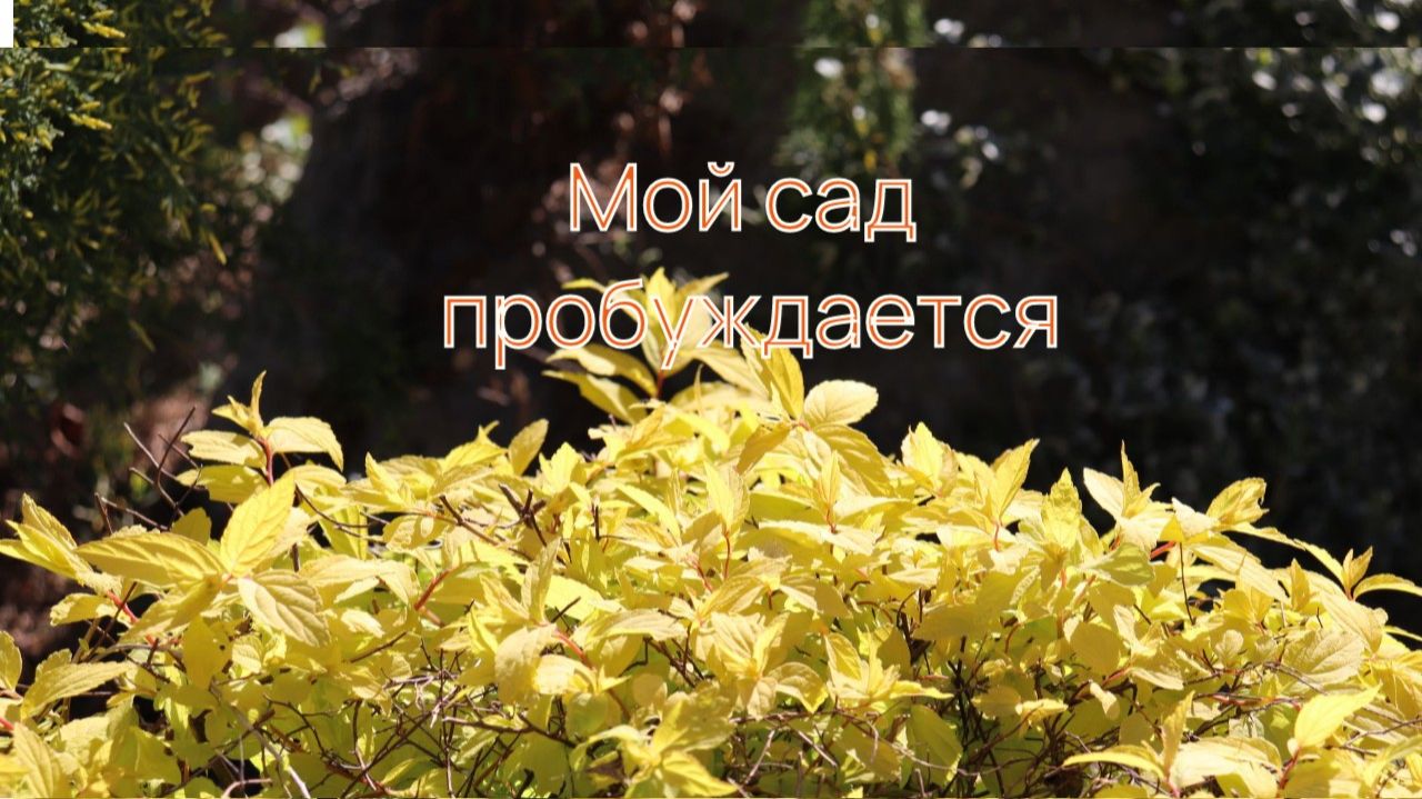 Мойсад расцветает. С майскими Праздниками,!