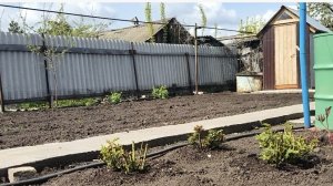 Сажаем лук/высаживаем помидоры